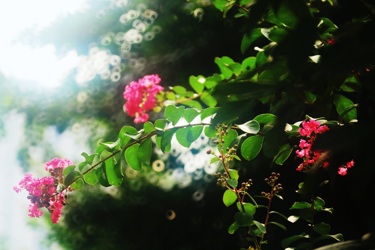 卡色折返滤镜柔光滤镜拍出的照片唯美梦幻