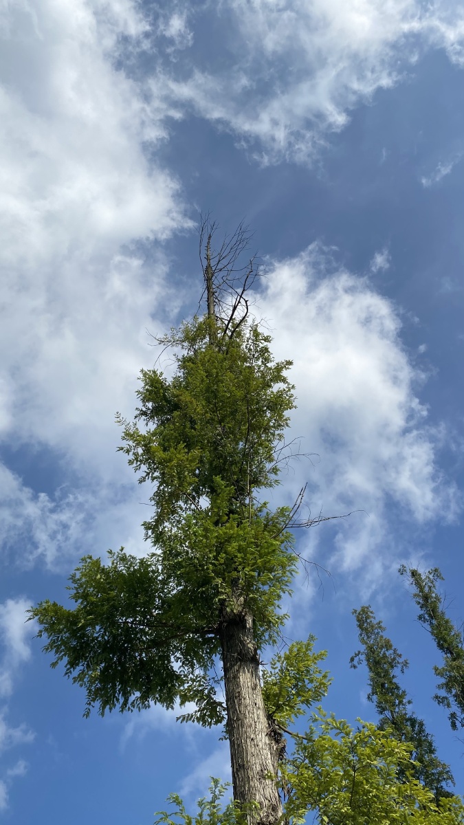 晴空万里一树擎天