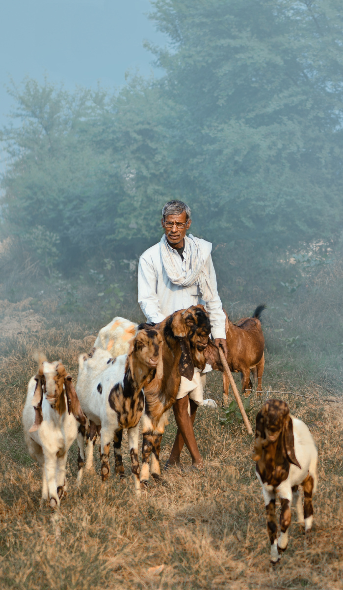 没有见看过的羊