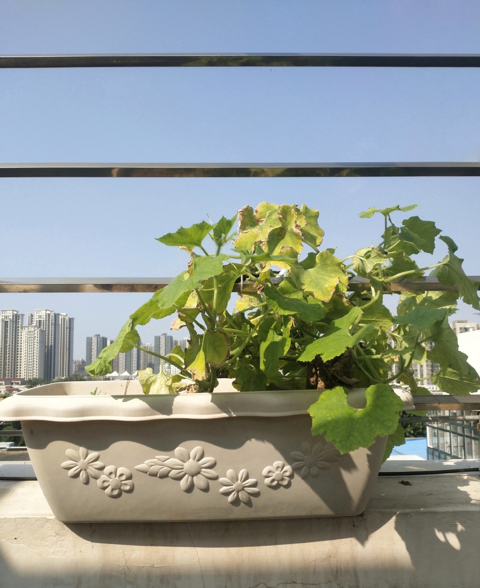 楼顶天台的绿色植物沐浴着阳光为城市增添一抹风景