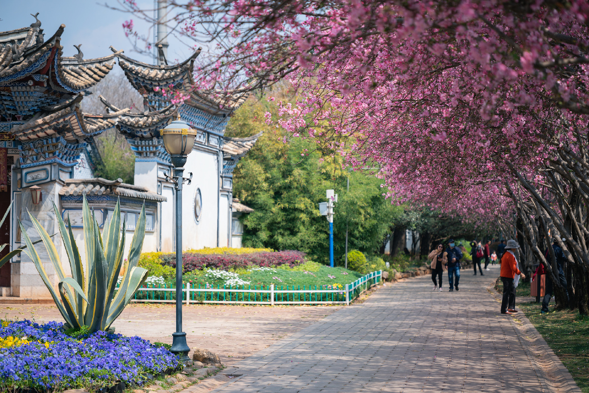 西华园的垂丝海棠开了赶快去看