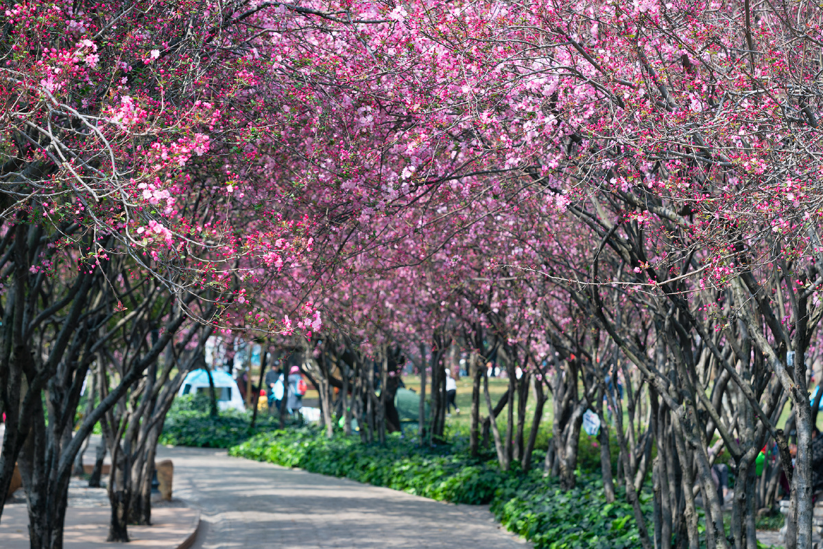 西华园的垂丝海棠开了赶快去看