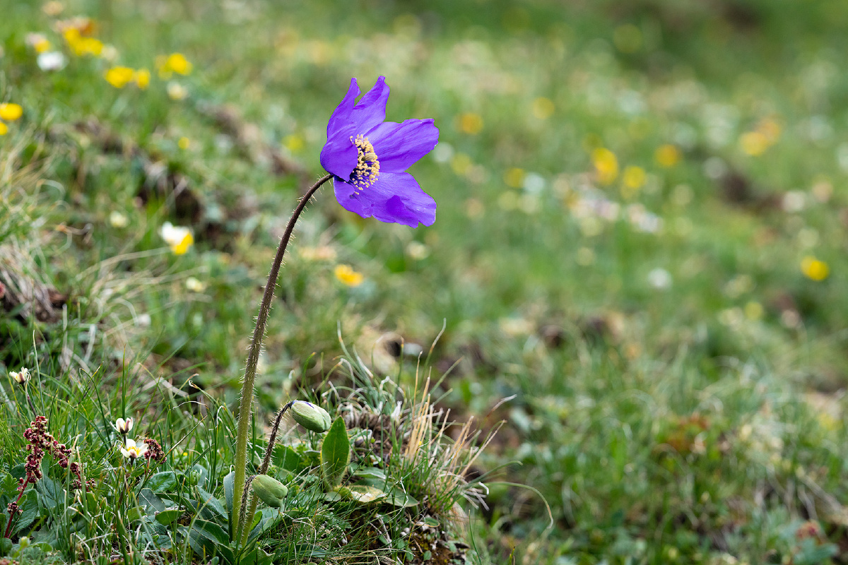 川西绿绒蒿 - 小亚光星星 - 图虫