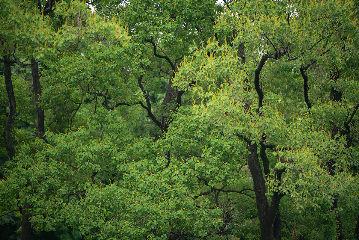夏季乌桕树也很美 - 小亚光星星 - 图虫