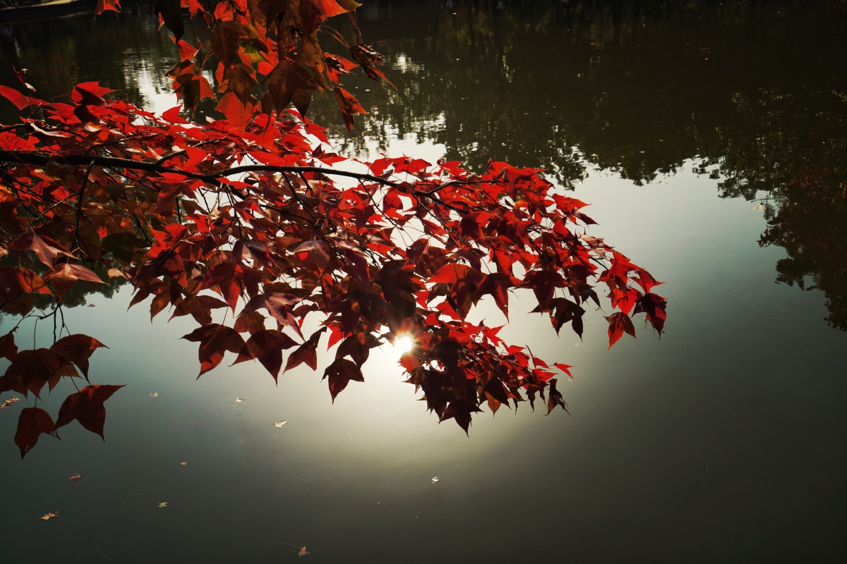 红枫悬于湖面
