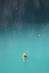 1000295913