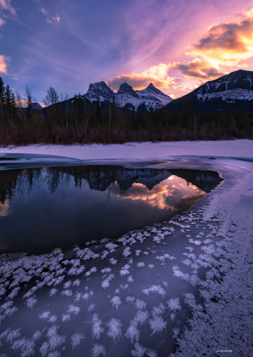 三姐妹山下盛开的冰莲花 ice flowers