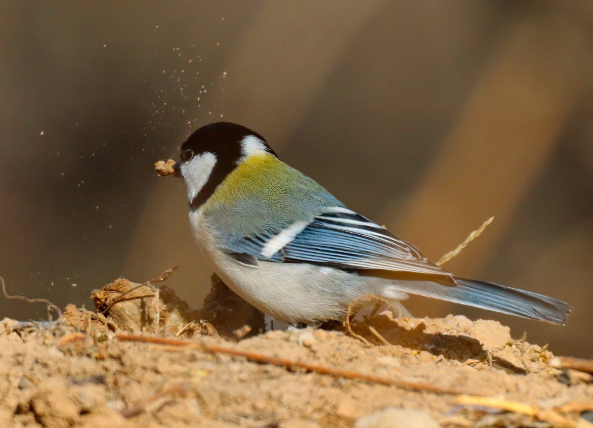 寻找食物的苍背山雀