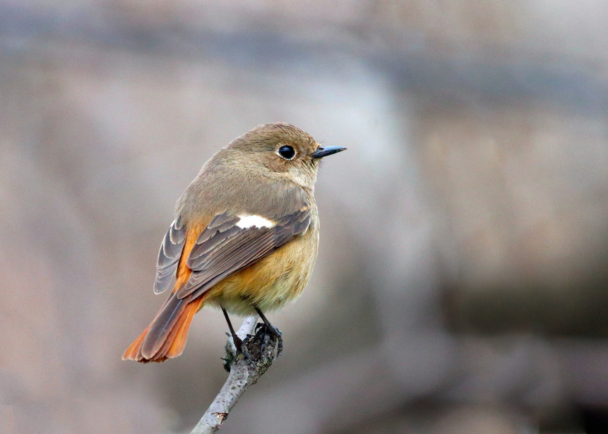 学北红#北红尾鸲1/254laolian2021年4月18日1186关注北红尾鸲鸟类摄