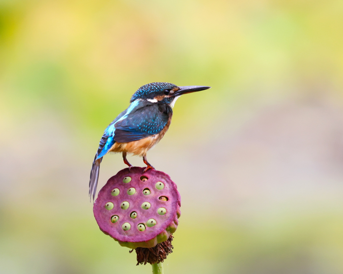 红莲蓬上的小翠