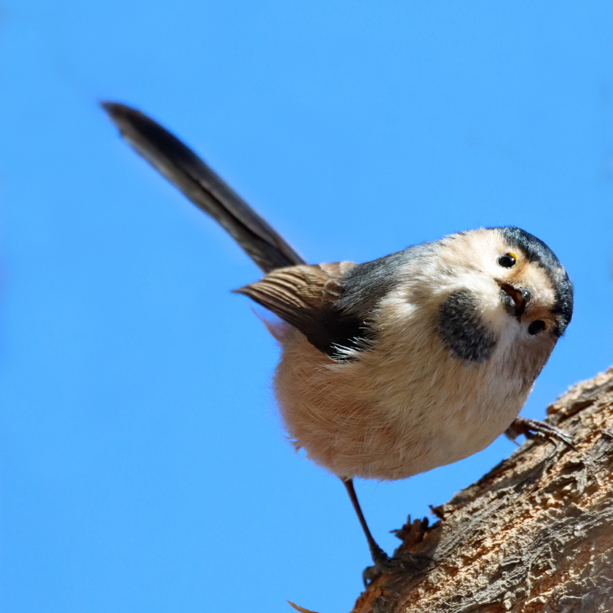 银喉长尾山雀 - laolian - 图虫