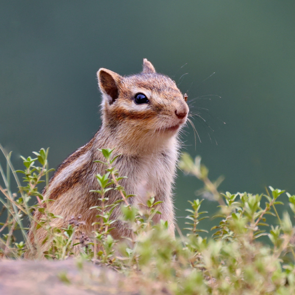 花狸鼠 - laolian - 图虫
