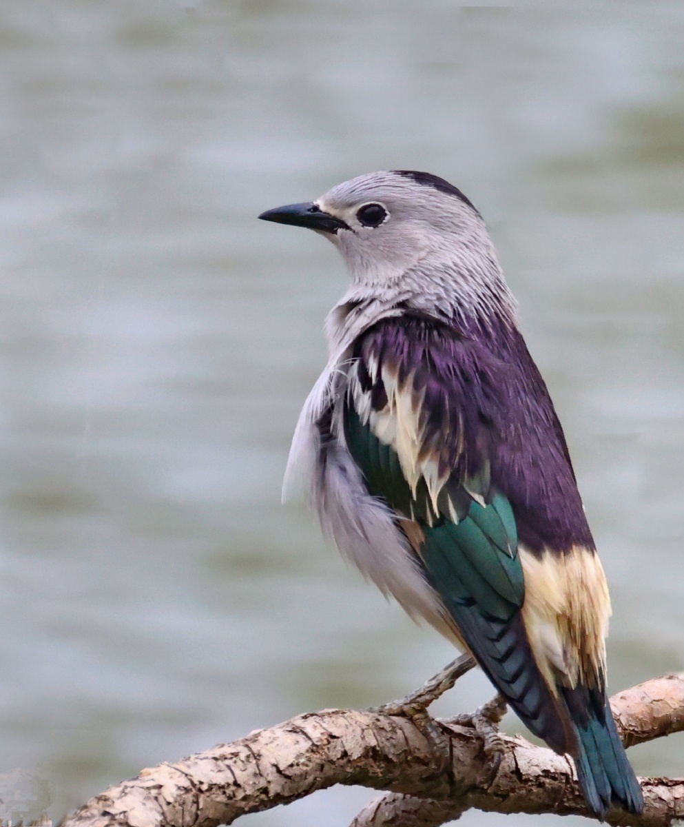 北椋鸟 - laolian - 图虫