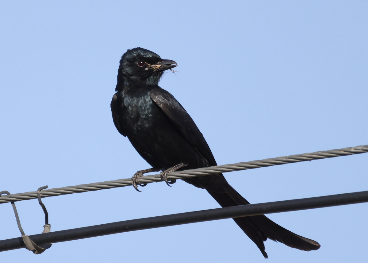 黑卷尾 - laolian - 图虫