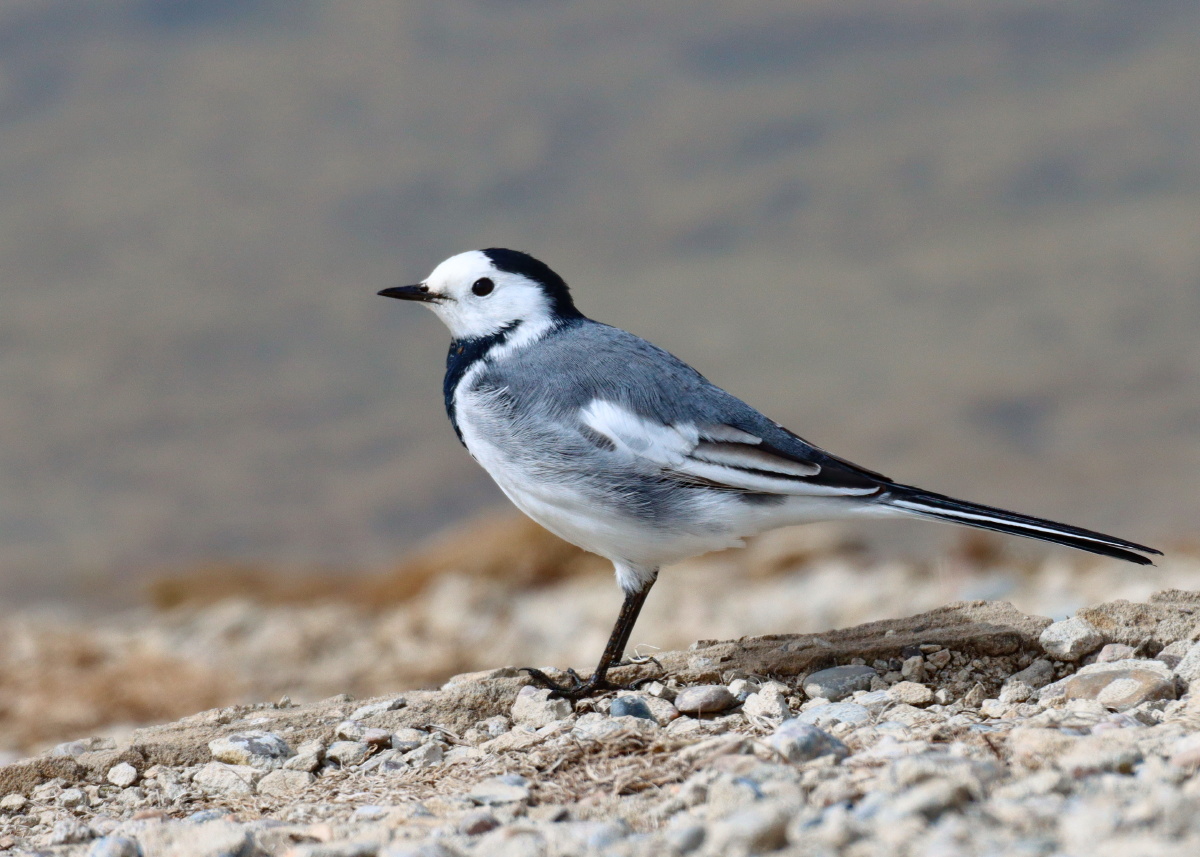 鹡鸰- laolian - 图虫