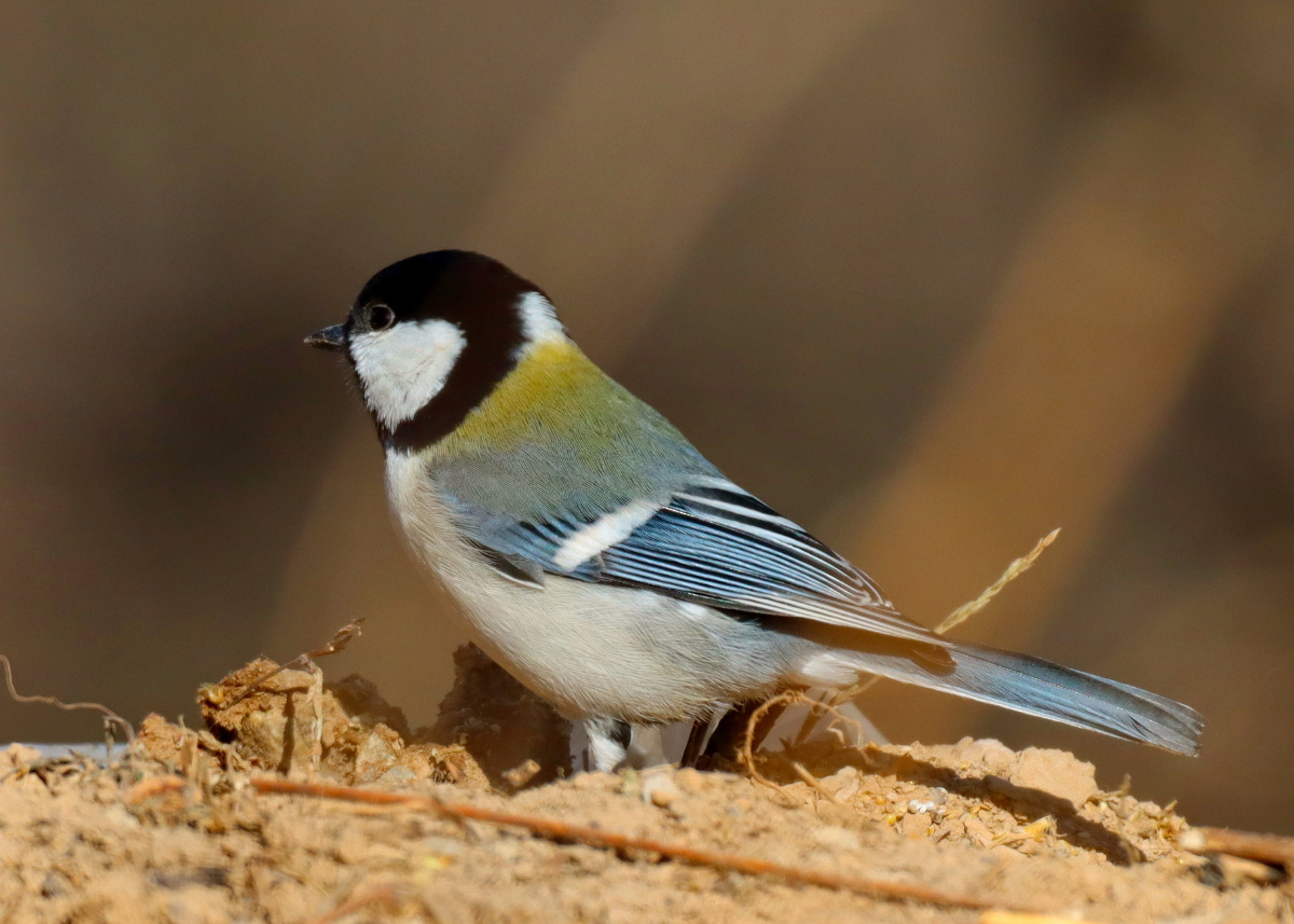 寻找食物的苍背山雀 - laolian