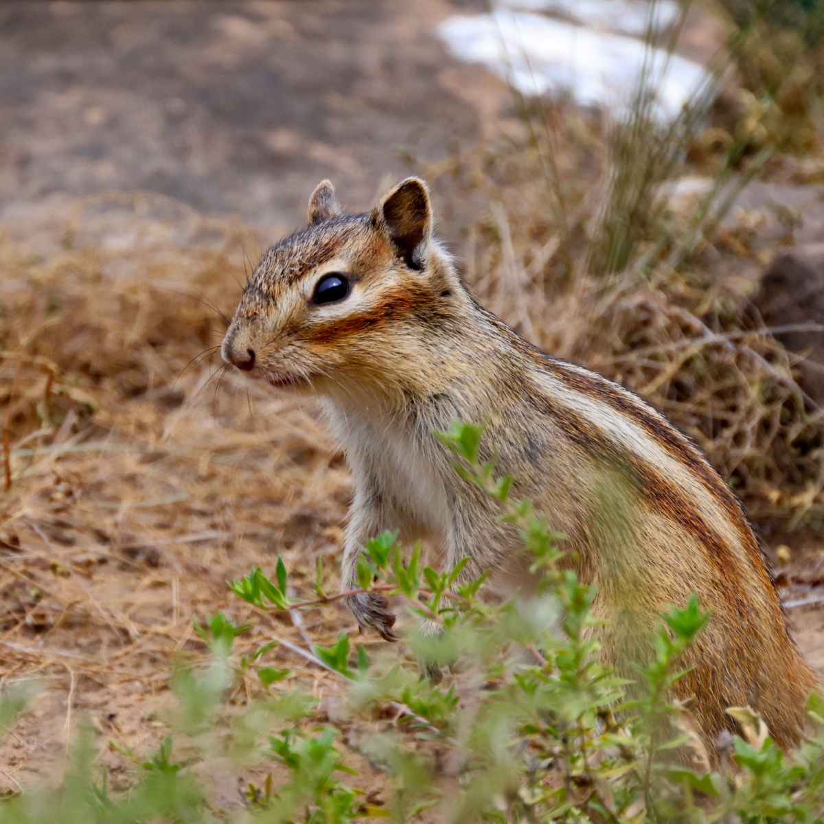 花狸鼠 - laolian - 图虫