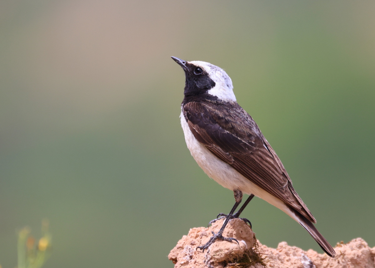 石头上的白顶46