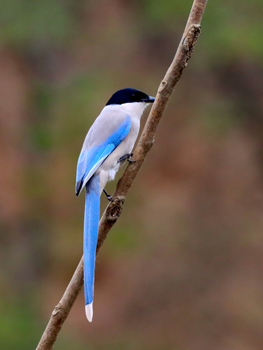 灰喜鹊 - 摄影师159419200082003