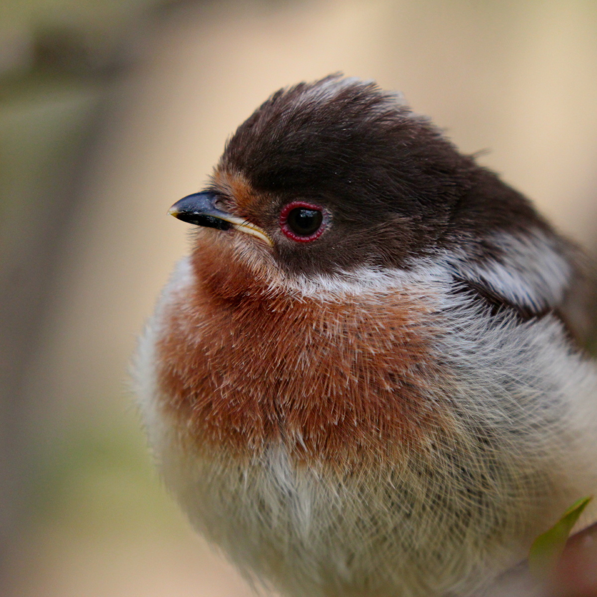 雏鸟(银喉长尾山雀)