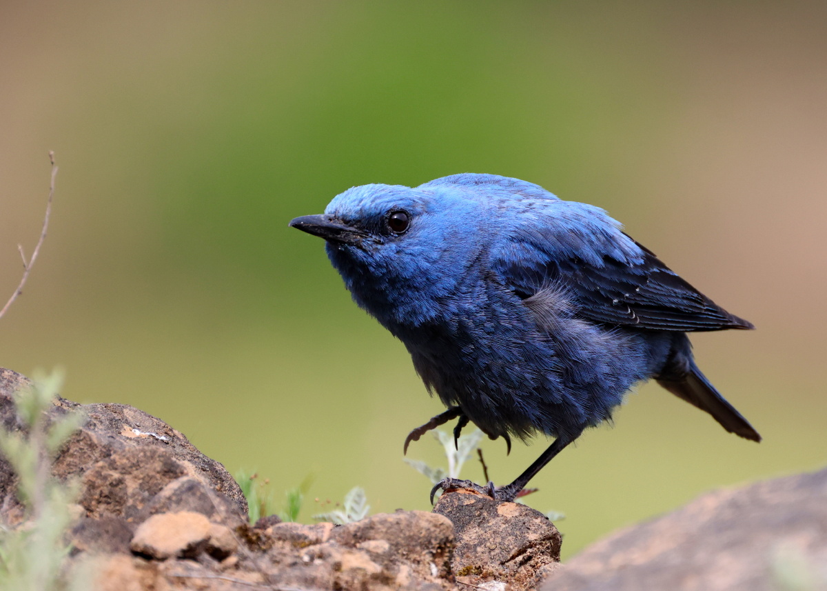 愤怒的小鸟 - laolian - 图虫
