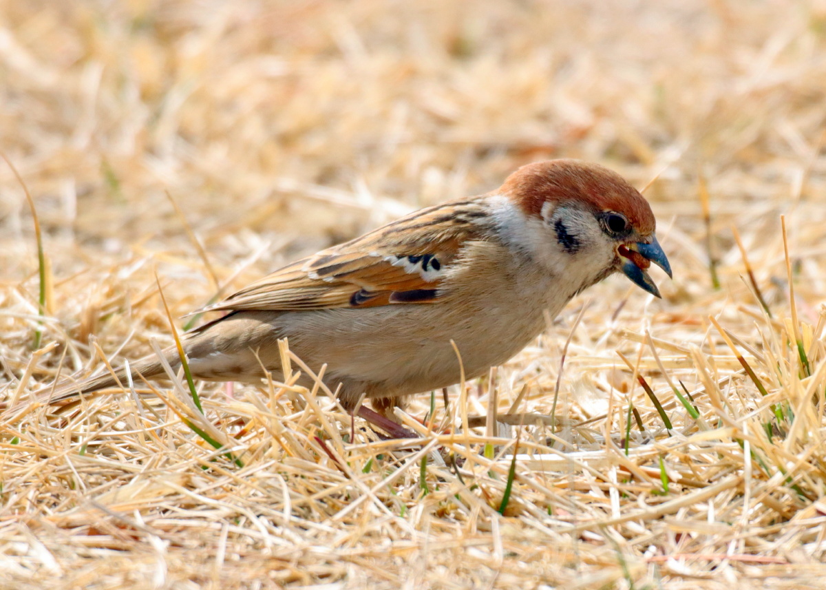 不知是什么东西麻雀吃的津津有味