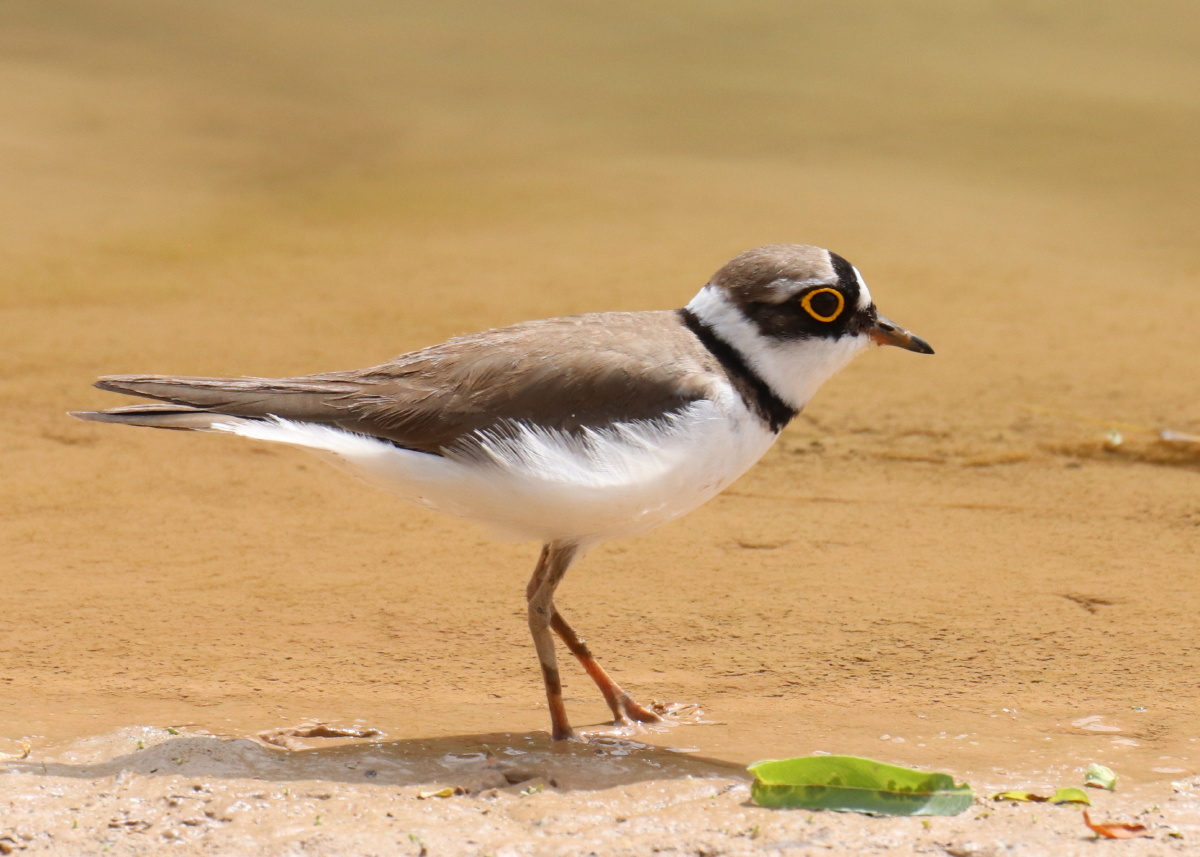 小河边觅食的金眶鸻