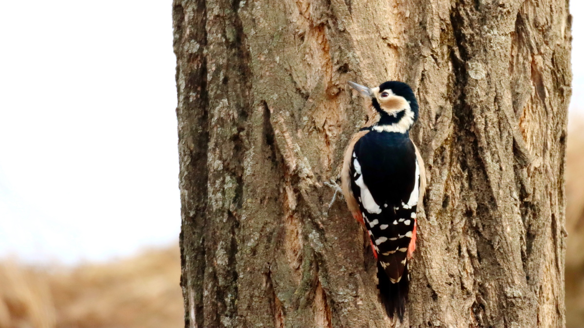树干上的大斑啄木鸟
