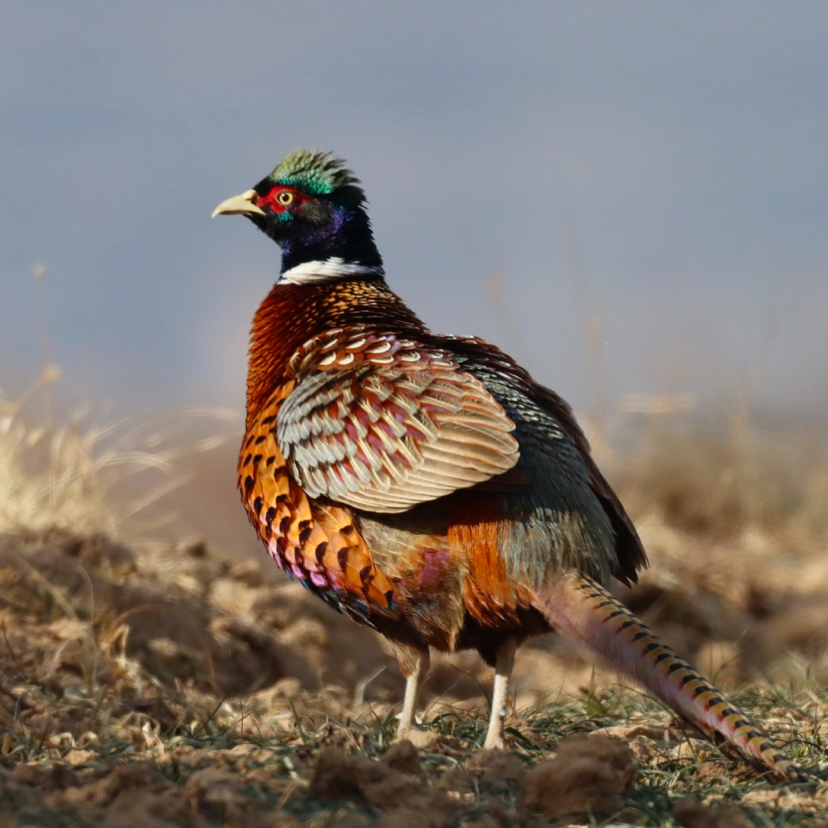 迎着朝阳一只美丽的大公野鸡在向人们展示自己漂亮的羽毛