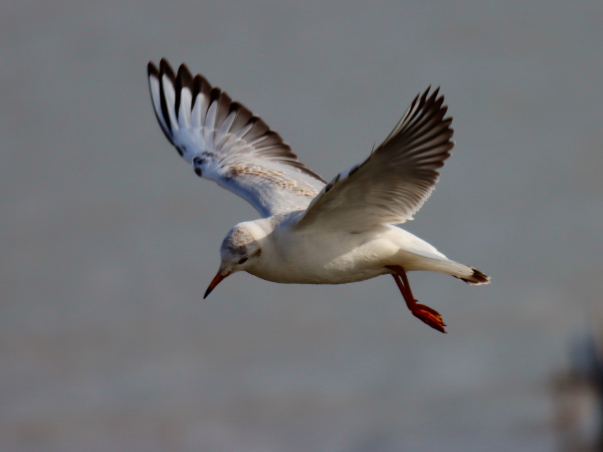 海鸥的各种飞行姿势