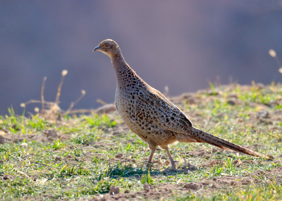 沟畔一只探头探脑准备起飞的母野鸡