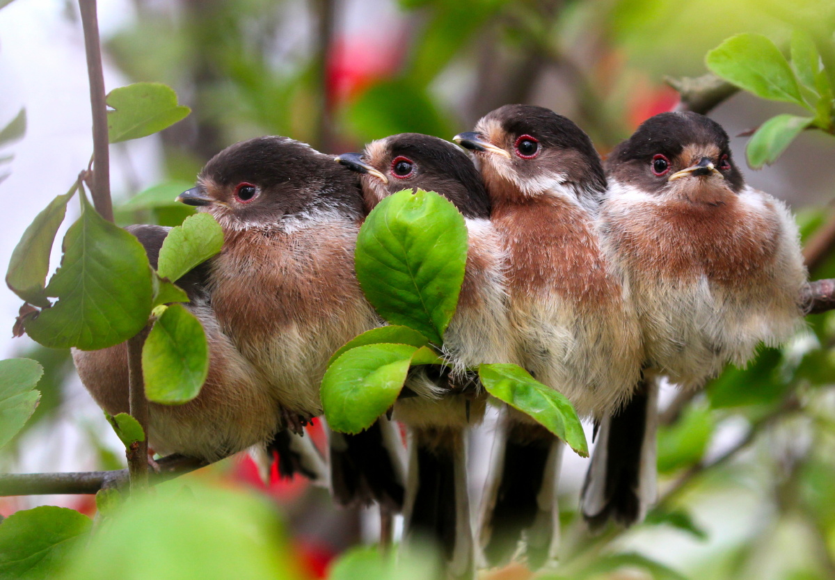 小萌鸟银喉长尾山雀雏鸟