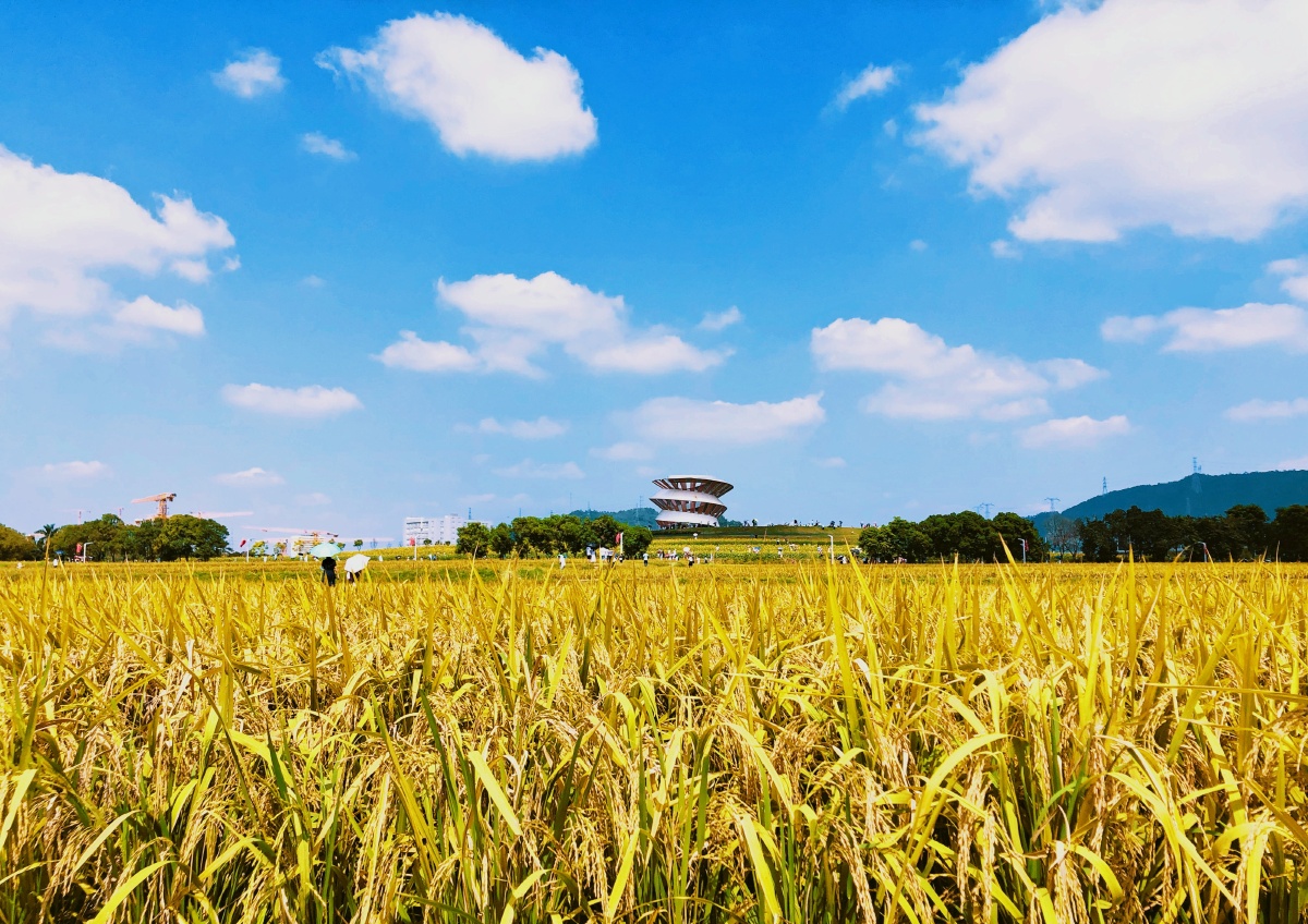 深圳篇光明小镇欢乐田园