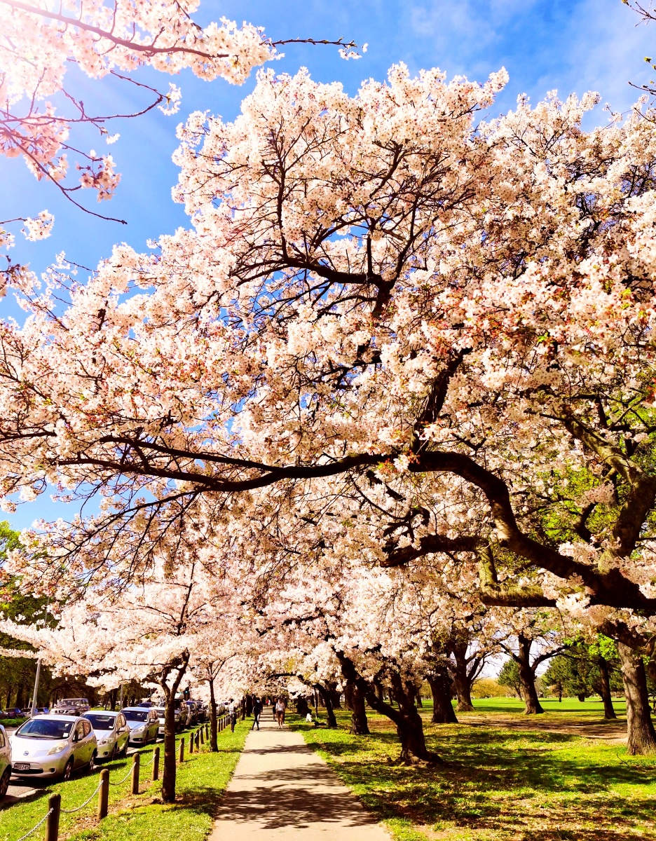 新西兰哈格雷公园