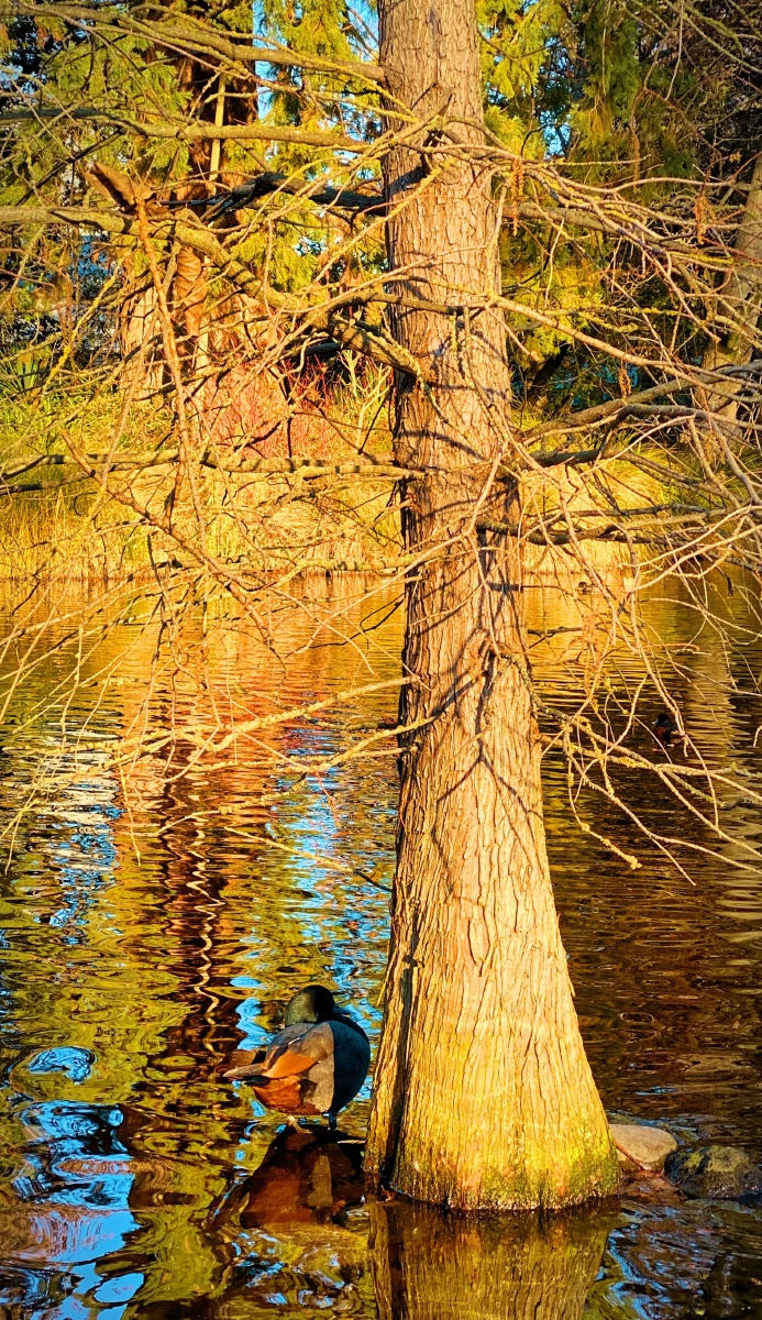 新西兰哈格雷公园