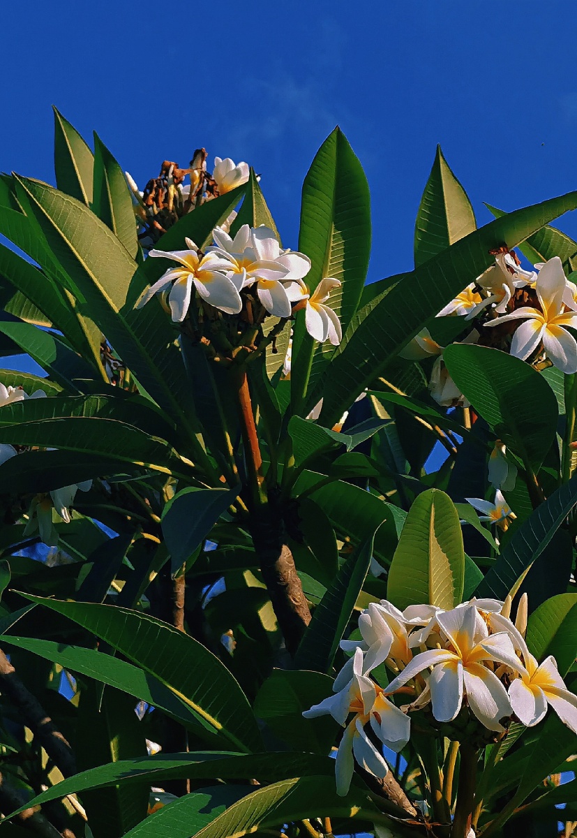 广州华南植物园