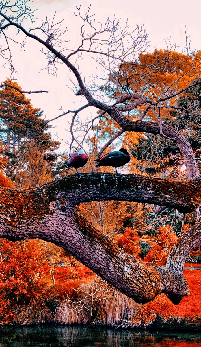 新西兰哈格雷公园