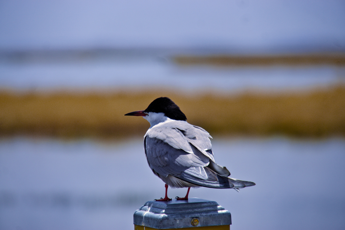 孤独星球之甘南之行拉卜楞寺郎木寺扎尕那诺尔盖大草原