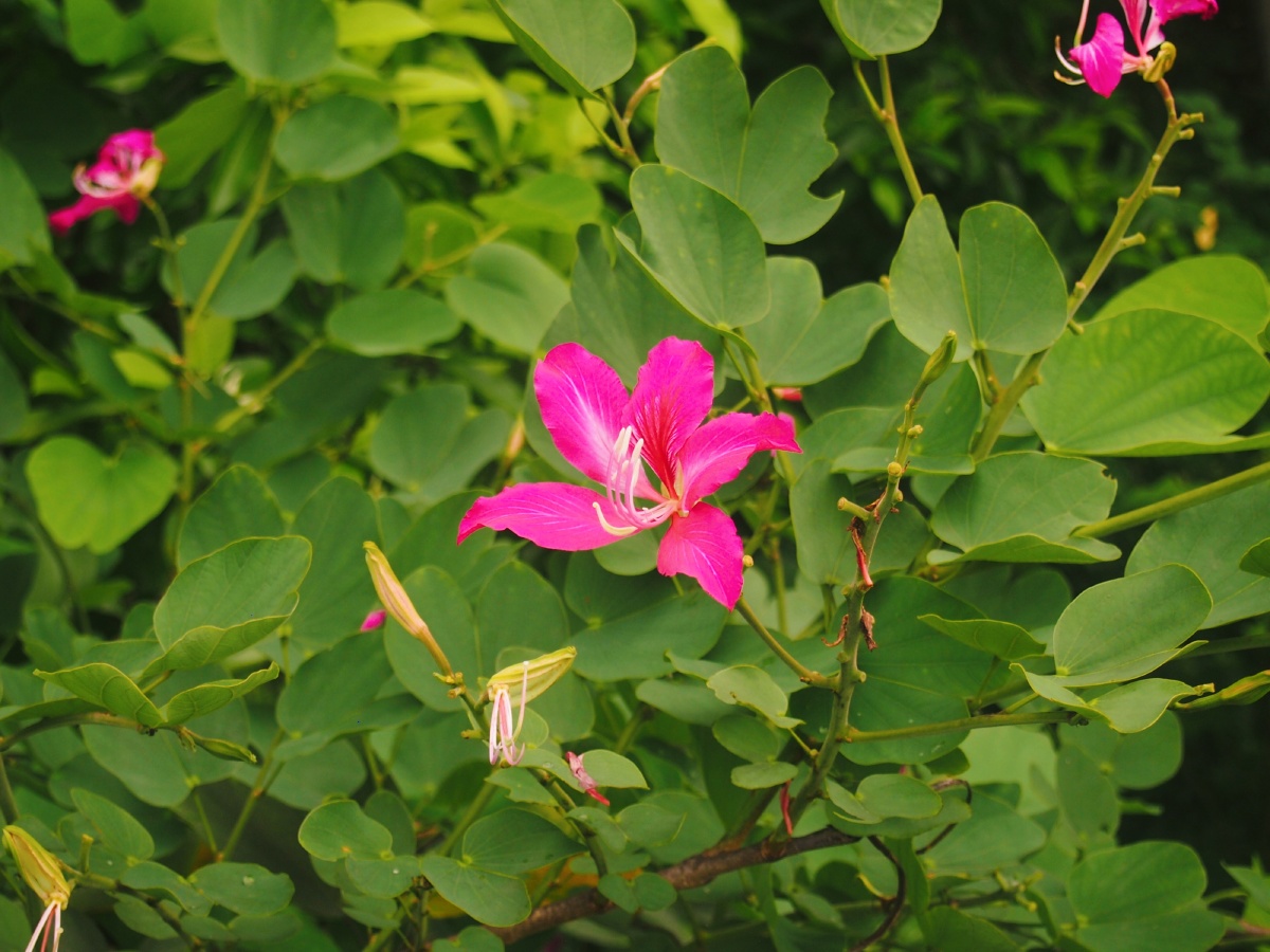 山上的野花