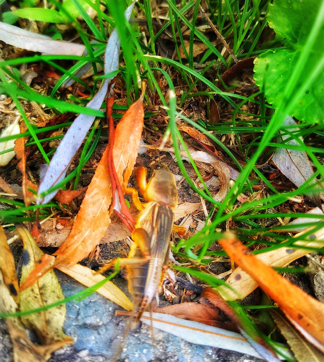 东北人称地蝲蛄