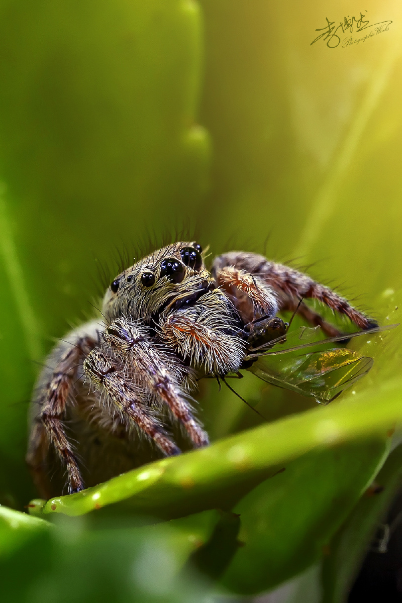 李博然生态摄影跳蛛