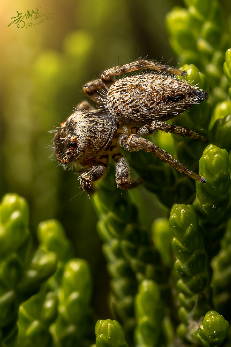 李博然生态摄影跳蛛