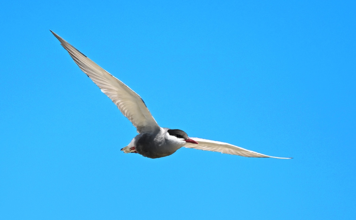 灰翅浮鸥即须浮鸥夏季晴天在蓝色天空翱翔展翅飞翔