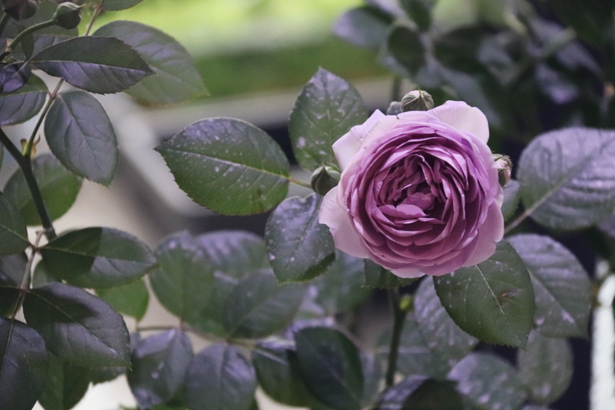 月季花蓝色风暴