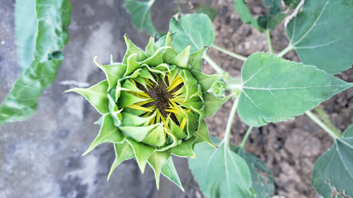 向日葵的小时候