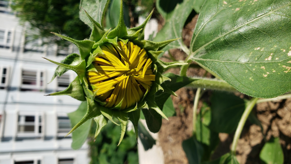 向日葵的小时候