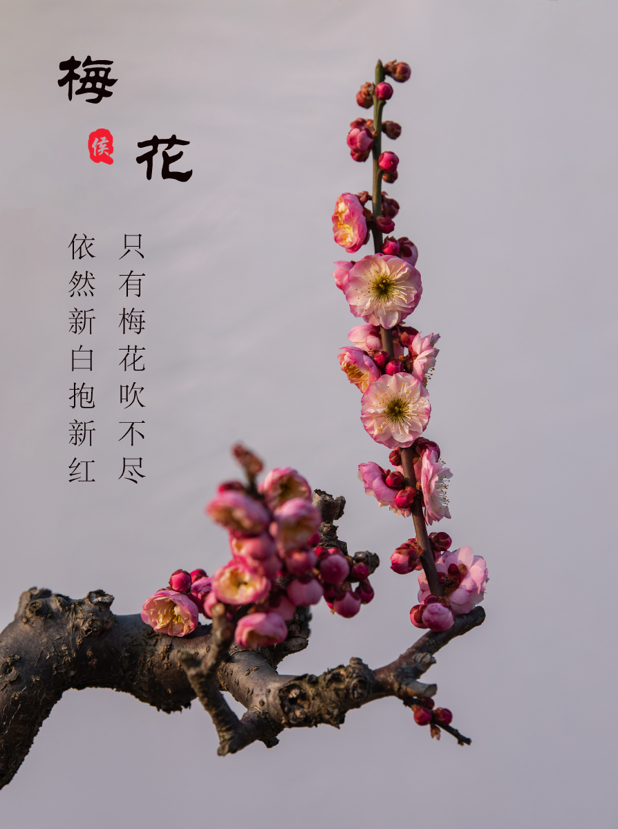 梅花香自苦寒来