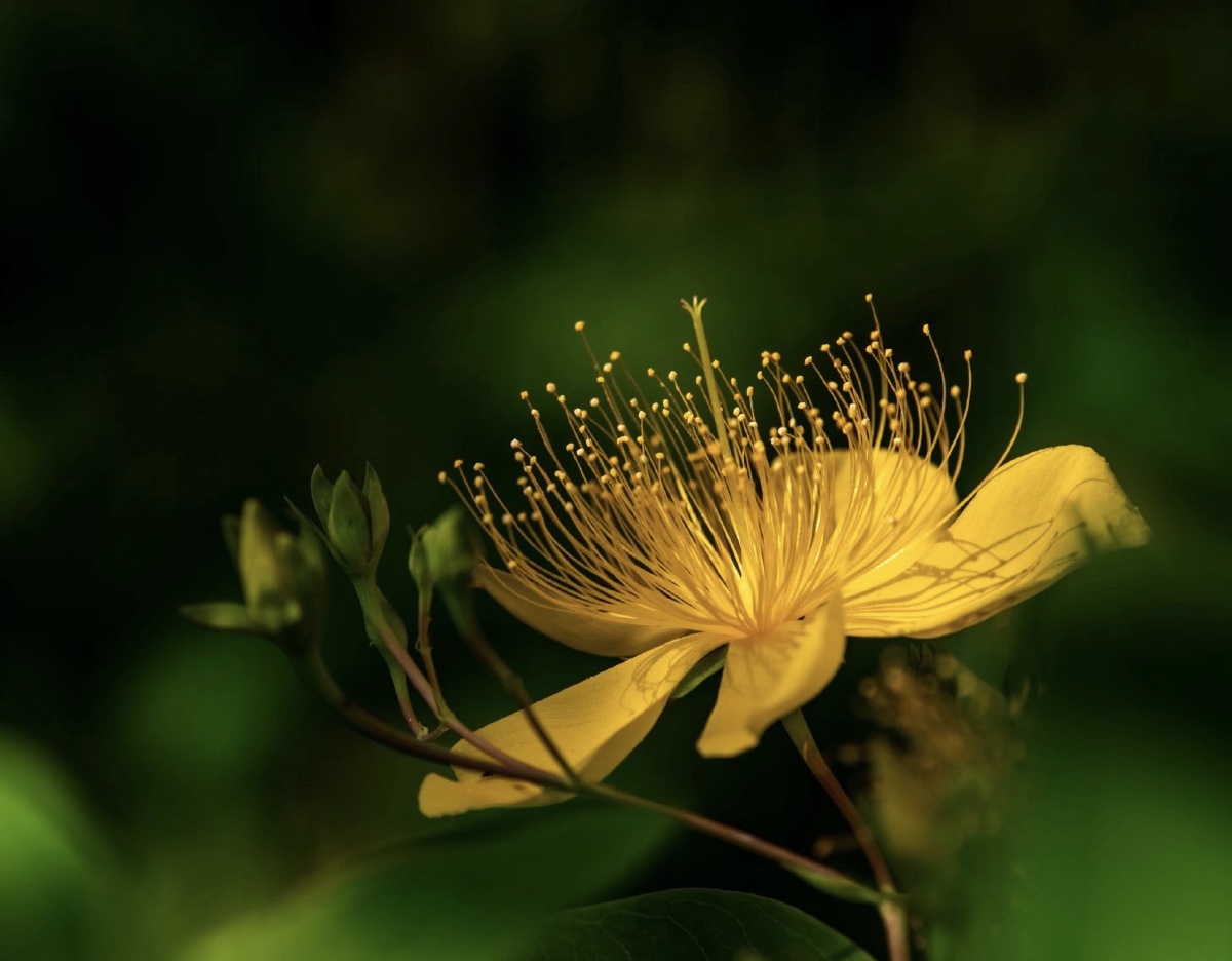 讨厌悲伤的金丝梅