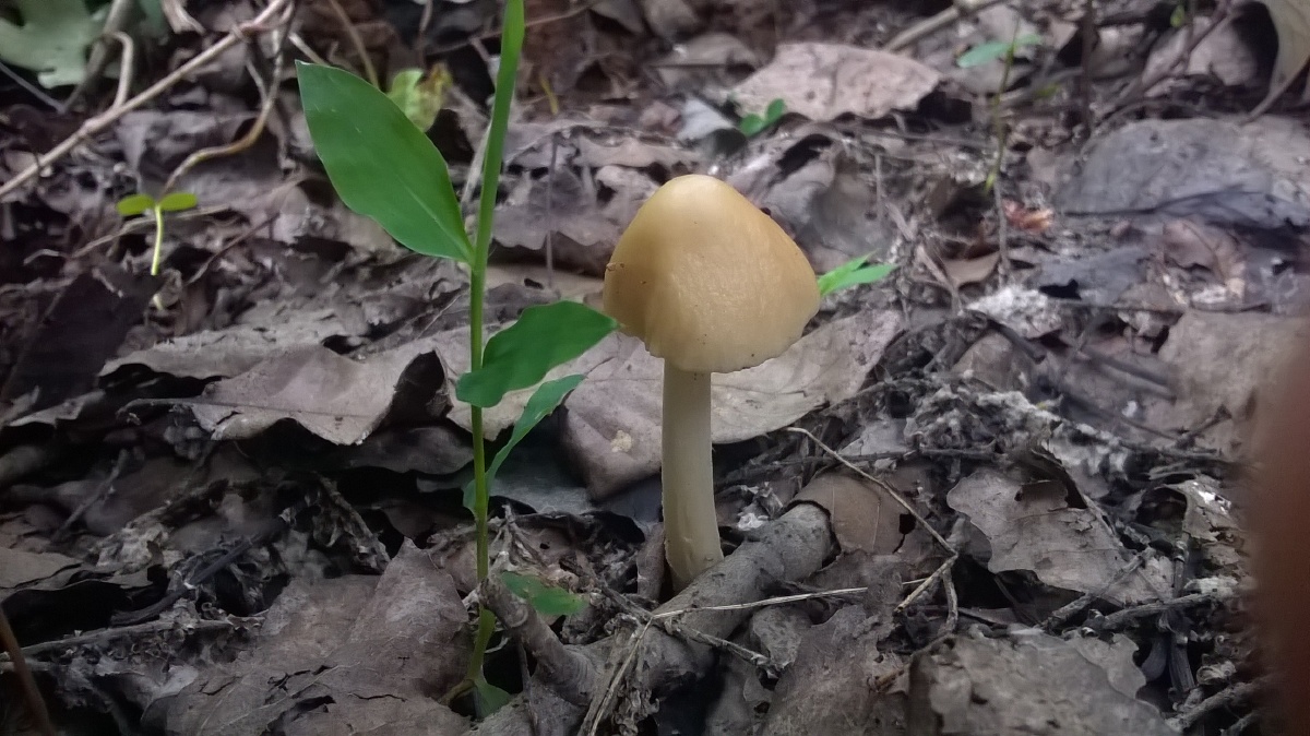 不知名的枯木菌,估计不能吃,所以我们统一称为"粪菌&amp