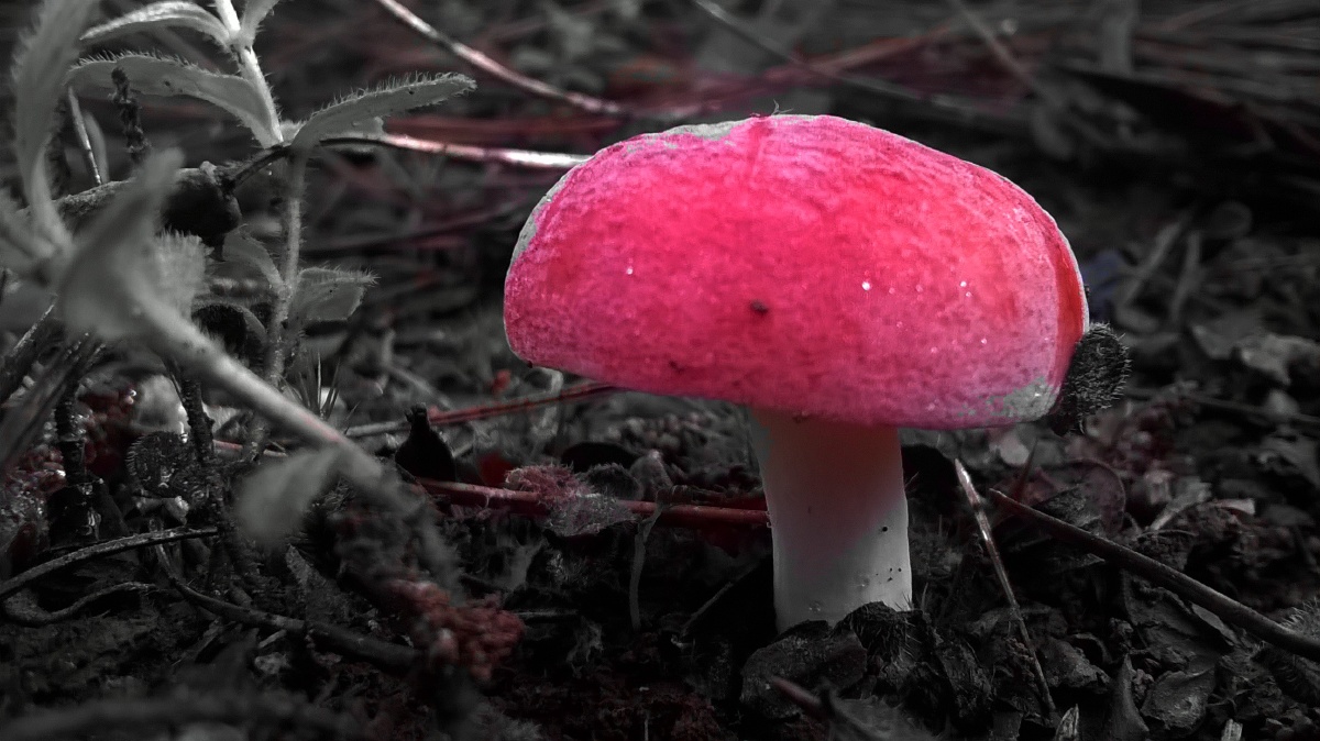 红菌,好看,可惜有毒